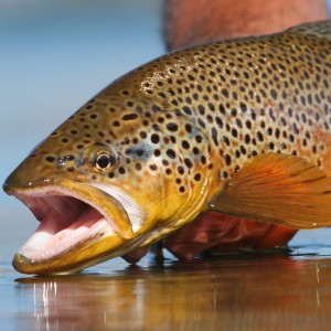 Episode 24 - Become a Better Dry Fly Fisherman