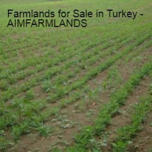 Farmlands for Sale in Turkey - AIMFARMLANDS