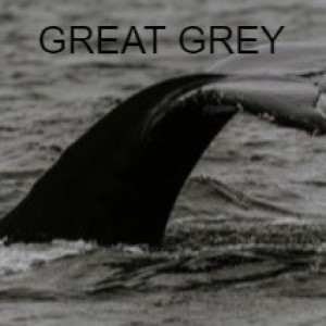 GREAT GREY