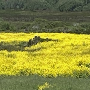 CARRIZO PLAIN