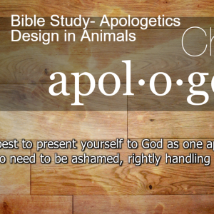 Bible Study- Apologetics Design in Animals
