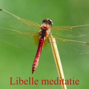 Libelle meditatie - wat vertellen jouw emoties je echt?