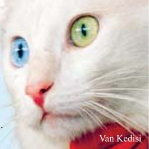 Van Kedisi  / Turkish Stories B1