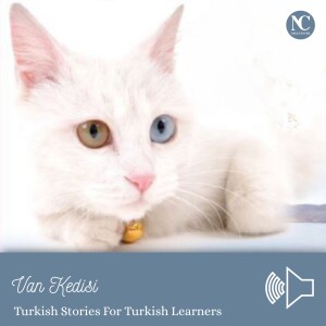 Van Kedisi / Turkish Stories