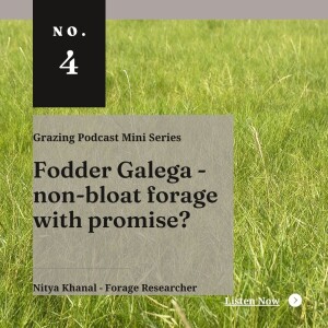 Fodder Galega - a non-bloat forage with promise?