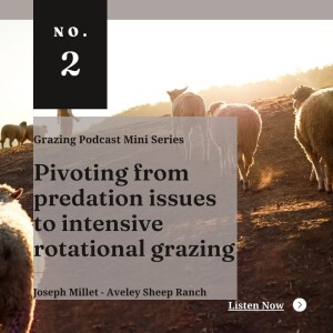 Pivoting from predation issues to intensive rotational grazing