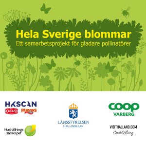 Hela Sverige blommar