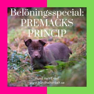 Belöningsspecial: Premacks Princip