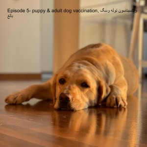 Episode 5- puppy & adult dog vaccination, واکسیناسون توله وسگ بالغ