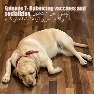 Episode 7- Balancing vaccines and socializing, چطور قبل از تکمیل واکسیناسیون توله اجتماعیش کنیم