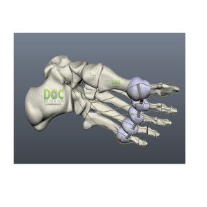 How big is the plantar plate ligament?