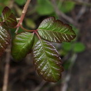 #192 Top 3 weapons against poison oak for trail runners