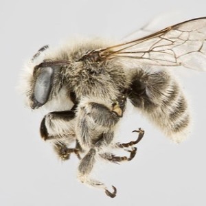 ALL ABOUT THE BEES - UTAH’S FAVORITE INSECT