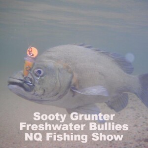 Sooty Grunter Freshwater Bullies NQ Fishing Show