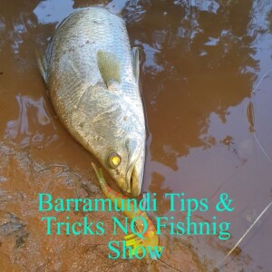 Barramundi Tips & Tricks NQ Fishing Show