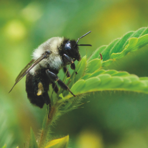 Bombus Arılarının Şaşırtıcı Yeteneği