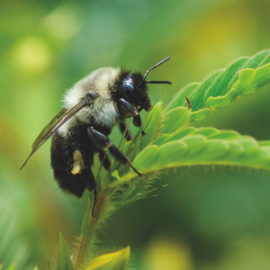 Ekip Çalışması Bombus Arılarından Sorulur