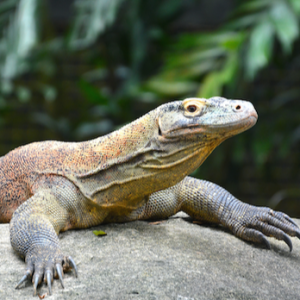 Komodo Ejderlerinin Dişleri Demir Bir Katmanla Kaplı