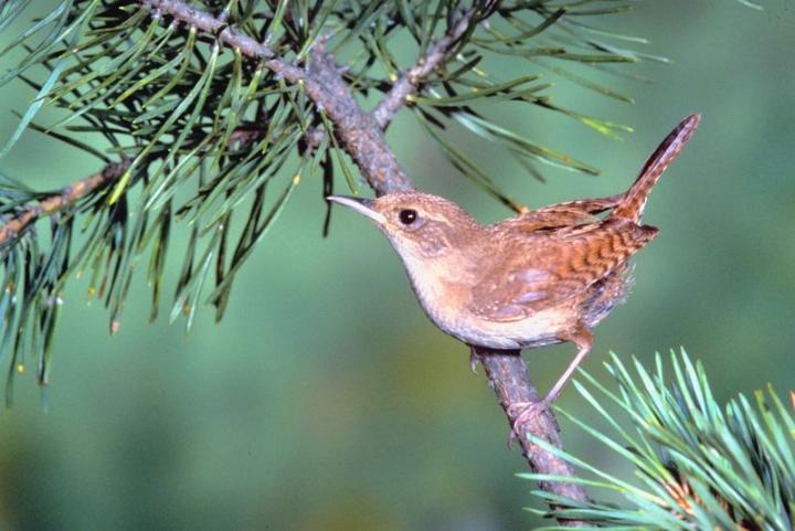 Why the wren is small, Burmese Folk tale 4.