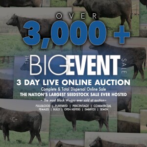 Wagyu 365 hosts Nation's Largest Seedstock Auction Ever Held!