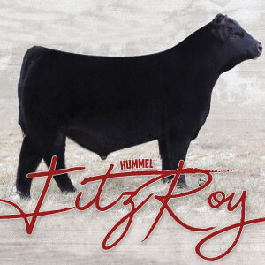 Tom Draper Talks "Hummel Fitz Roy" an Outstanding Sire!  Draper Family Cattle