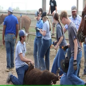 Gale sits down with Brody Russell from Wilderado Cattle Co, a Student Ran Cattle Operation