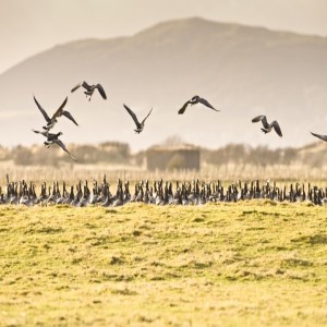 Nov 1 Birdwatching breaks with James Champion in 2023