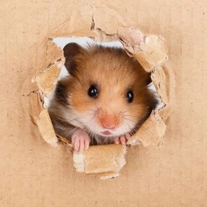 Hamster History: Origins