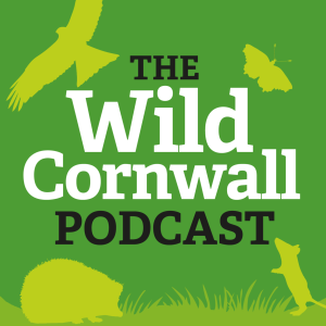 Episode #1: Hawkes Wood, a hidden haven for wildlife