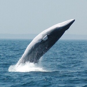 How does human noise impact whales?