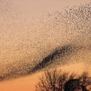 The murmuration conjecture: finding new maths with AI