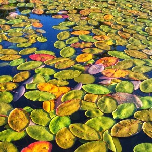 Lilies in a Pond - 49 min