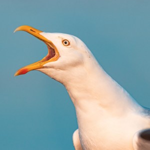 POV sample: Seagull Stealing a French Fry