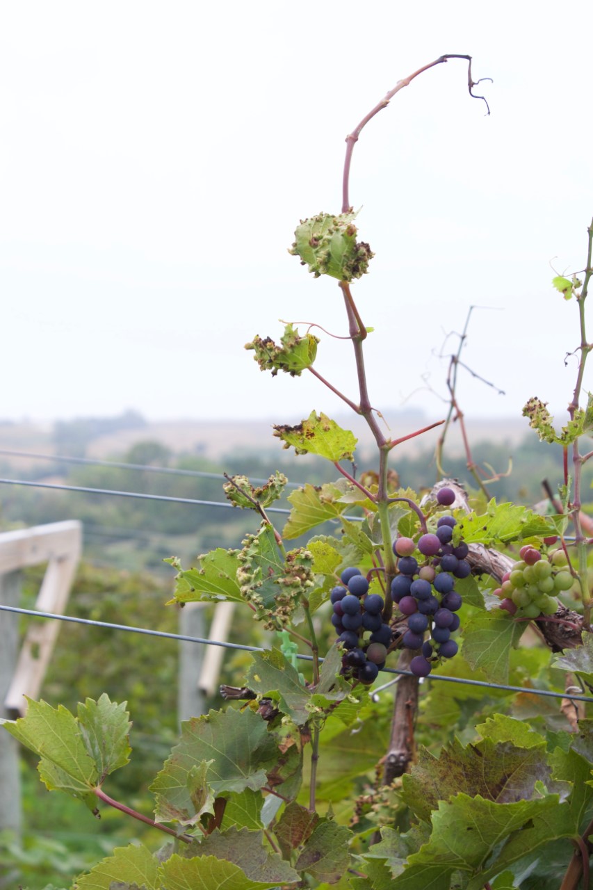 It's Harvest Time!