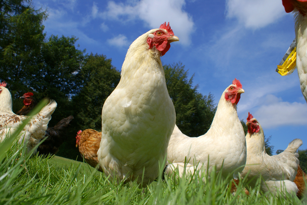 AEE 311 Podcast: Organic vs Conventional Farming