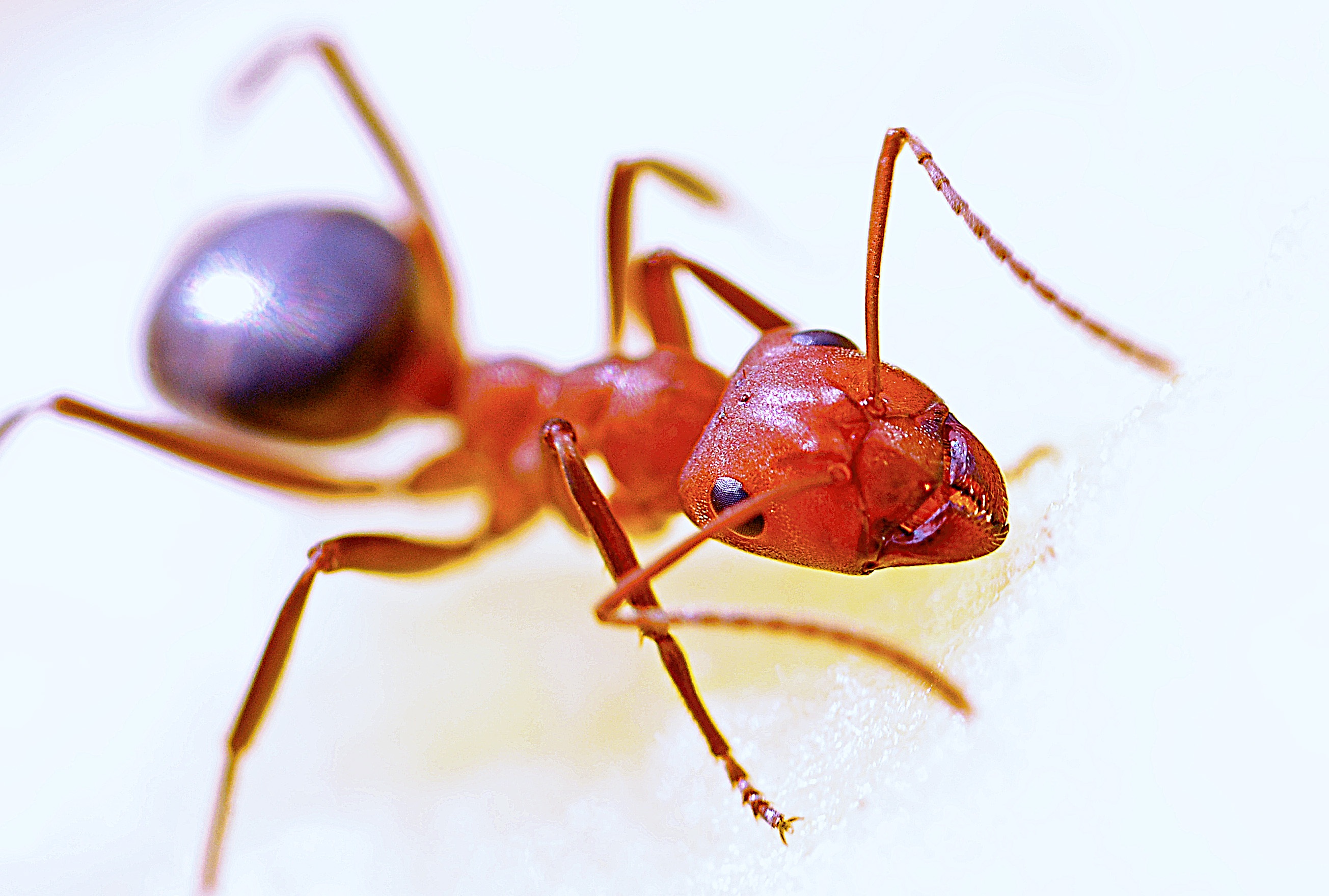 AEE 311 PSA: Fire Ant Control