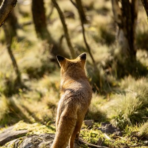 The Whispering Woods ~ Meditation for Relaxation or Sleep Preparation