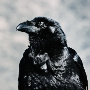 Crow Spirit ~ A Powerful Guide During Times Of Uncertainty And Change
