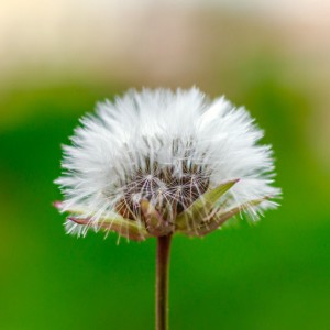 ”Little Dandelion” ~ A Rhyming Folktale