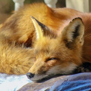A Lesson From A Fox I Will Never Forget | A Story Of Spiritual Awakening
