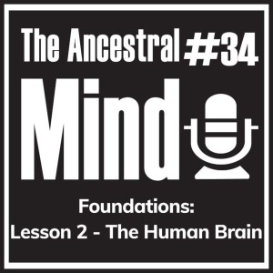 #34 – Ancestral Principles of Your Human Brain