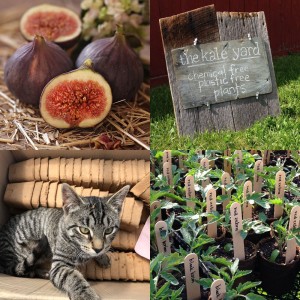 Farmers Markets, Figs, and The Kale Yard