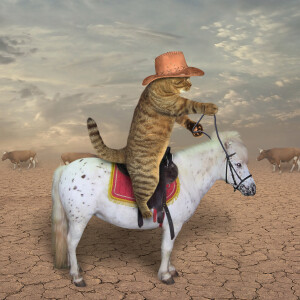 Comedy Cat podcast. Life with Bucky. Cowboy Kitty Paladin. Lady Gaga and Jennifer Lawrence telegrams.