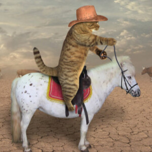 Cat Comedy! Why cats are so food finicky. Cattle and cat herder Blanch O’Pine.