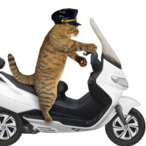 Cat Comedy! Cat Invents New Police Siren. Why cats hate when you read aloud.