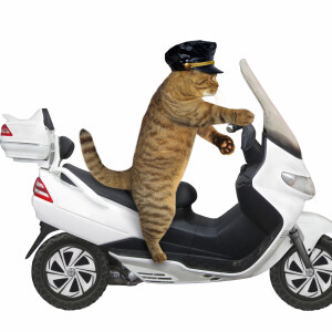 Cat Comedy. NY City Police Chief and his kitty sidekick, Poirot.
