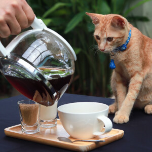 Comedy Cat podcast. Life with Bucky. Special guests: world-renown glass and kitchenware specialists Hans Foote and Kitty Pyrex. Pyrex of the Caribbean. Johnny Depp.