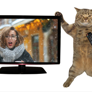 Cat Comedy! Cat TV Weather reporter. Teach your cat to operate heavy construction equipment.  Cat self-driving cars.