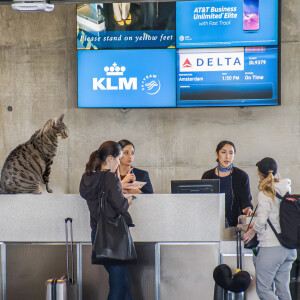 Comedy Cat. Train your cat to work in the lucrative air travel industry. World-famous cat speech therapist Gwendolyn Uvula and her Kitty Minow.