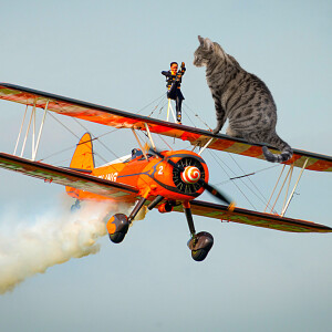 Cat Comedy! Airplane wing-walker and flying Kitty Roger.